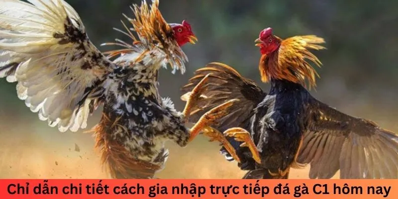 Chỉ dẫn chi tiết cách gia nhập trực tiếp đá gà C1 hôm nay