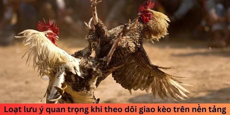 Loạt lưu ý quan trọng khi theo dõi giao kèo trên nền tảng