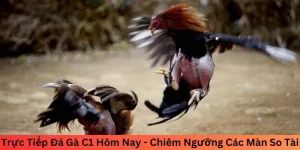 Trực tiếp đá gà C1 hôm nay